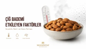 Çiğ Badem Oda Sıcaklığında Ne Kadar Dayanır?